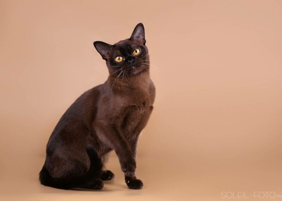 Европейская Бурма кошка