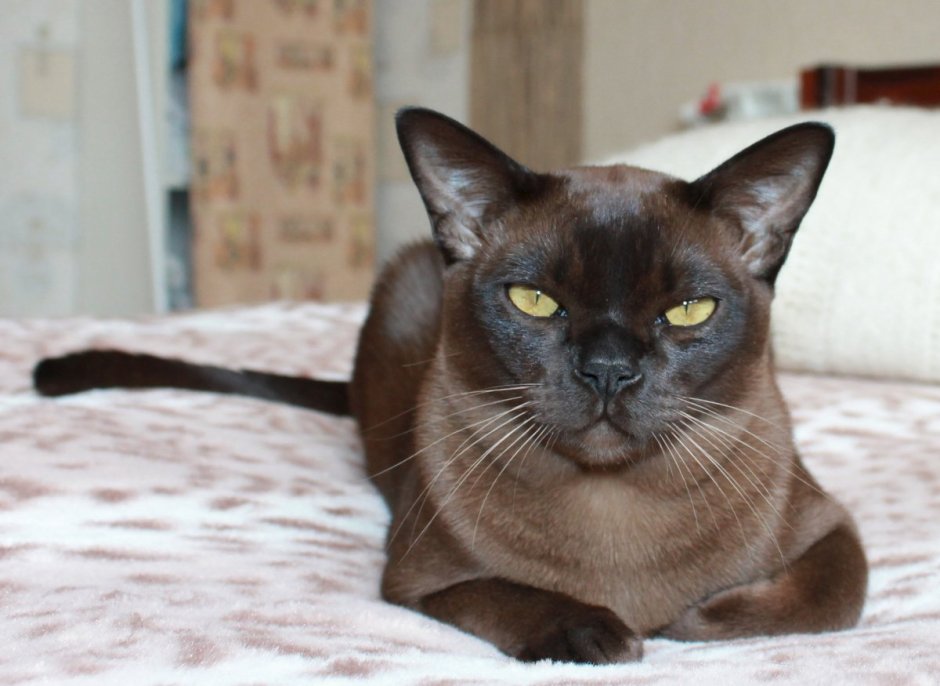 Бирма кошка гладкошерстная