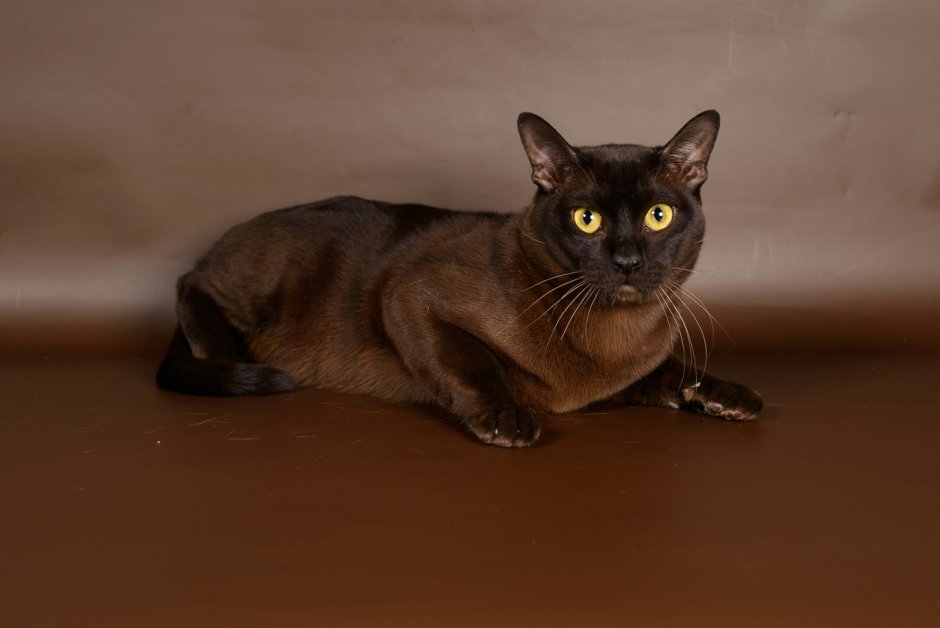 Европейская Бурманская кошка