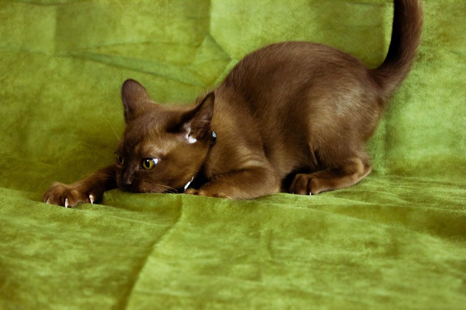 Кошка шоколадная Бурма