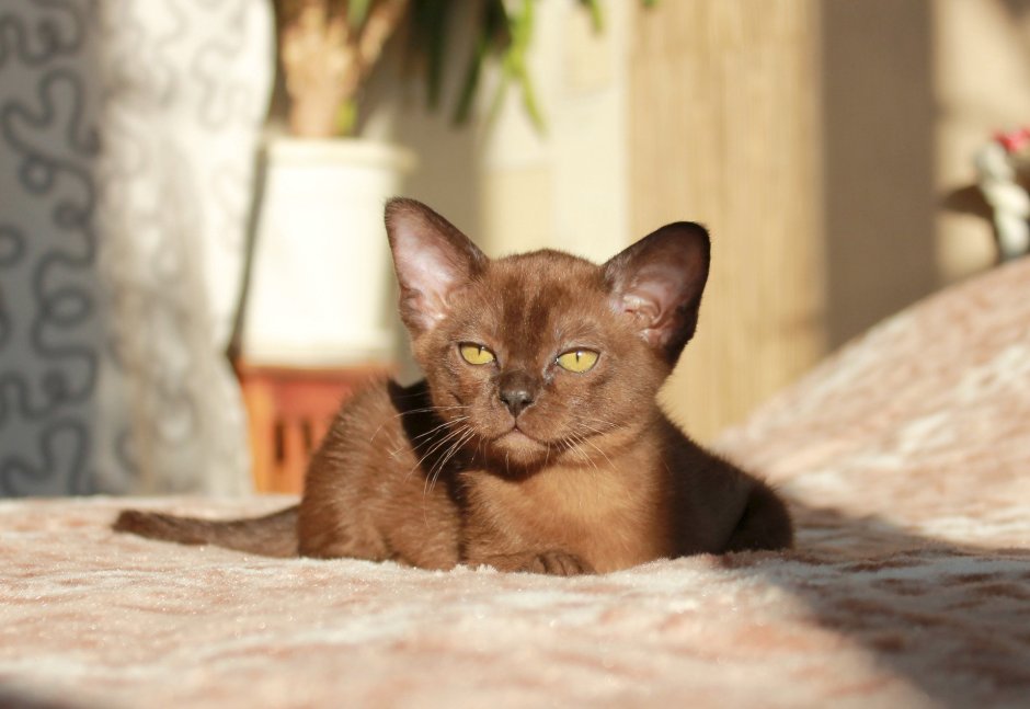 Бурманская кошка