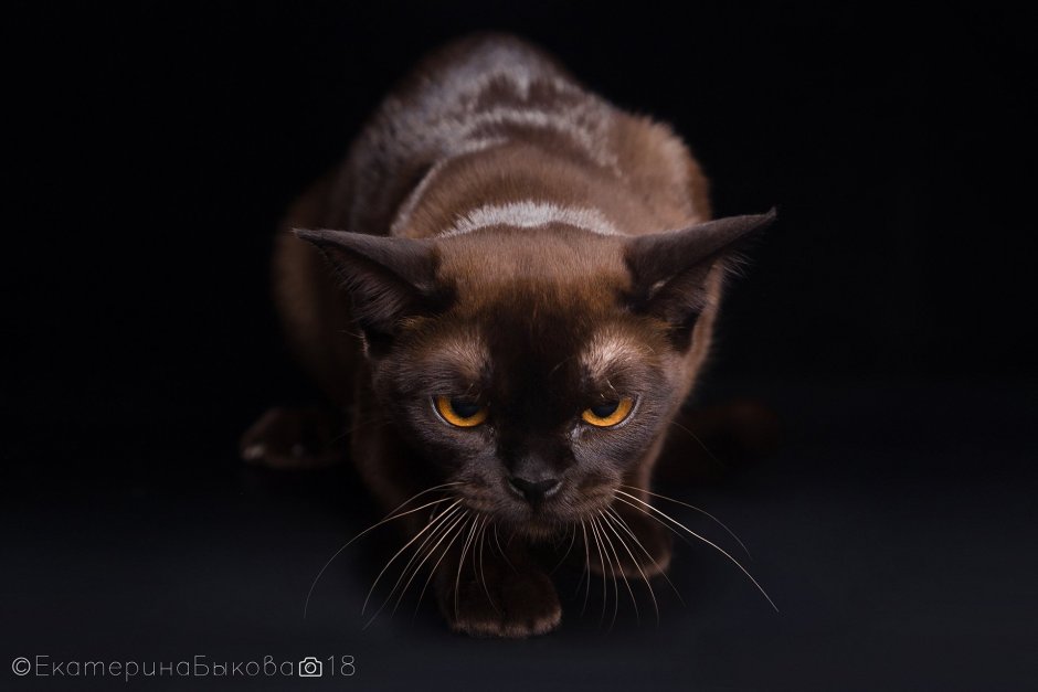 Кошка американская Бурма