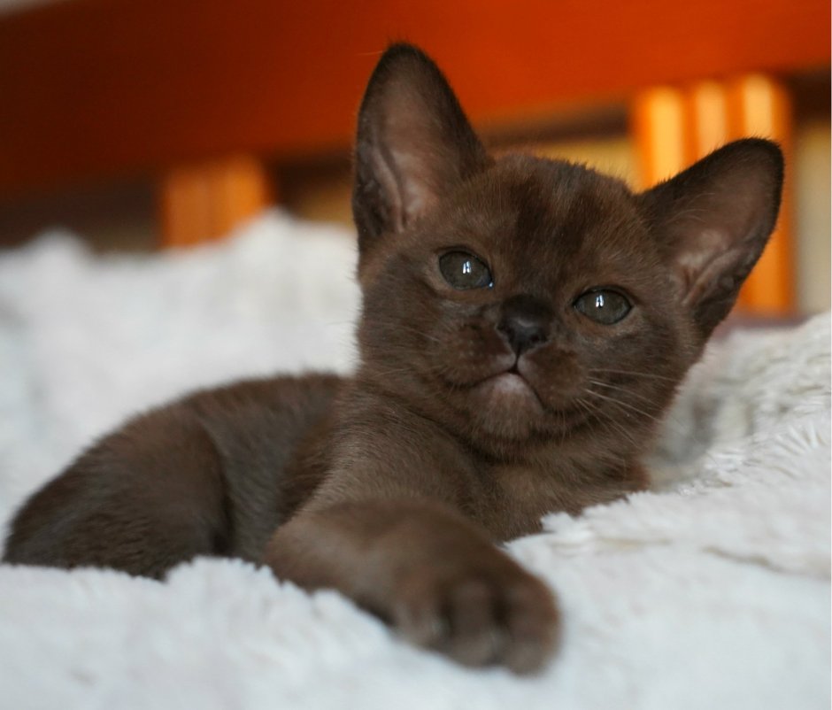 Европейская Бурманская кошка