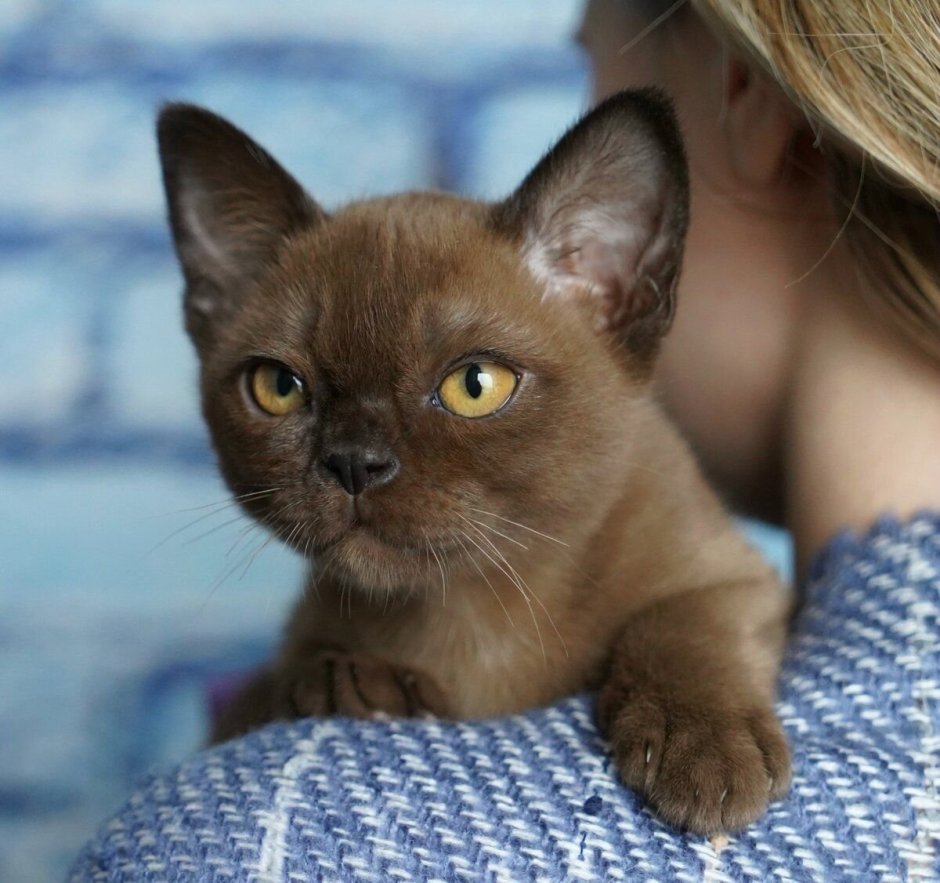 Бурманская кошка европейская шоколадная