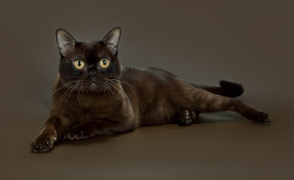 Бурманская кошка отзывы