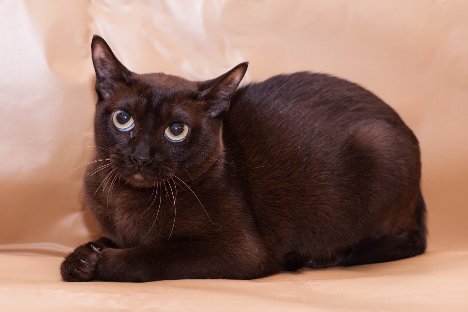 Бурманская кошка черная