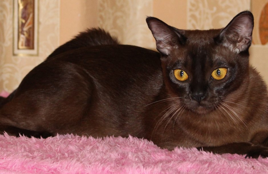 Бомбейская Бурманская