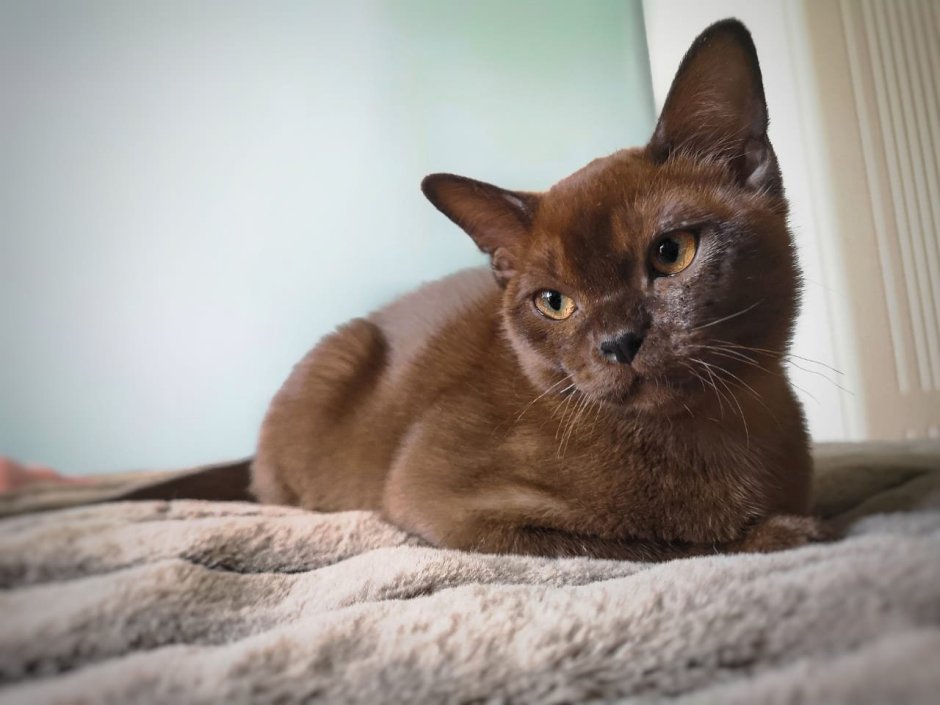 Бурманская кошка