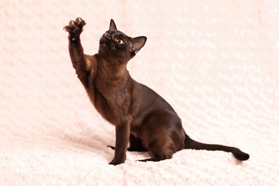 Европейская Бурма кошка