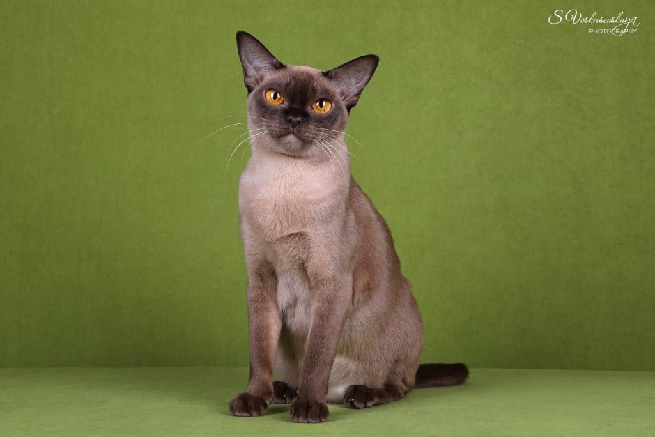 Бурманская кошка американская