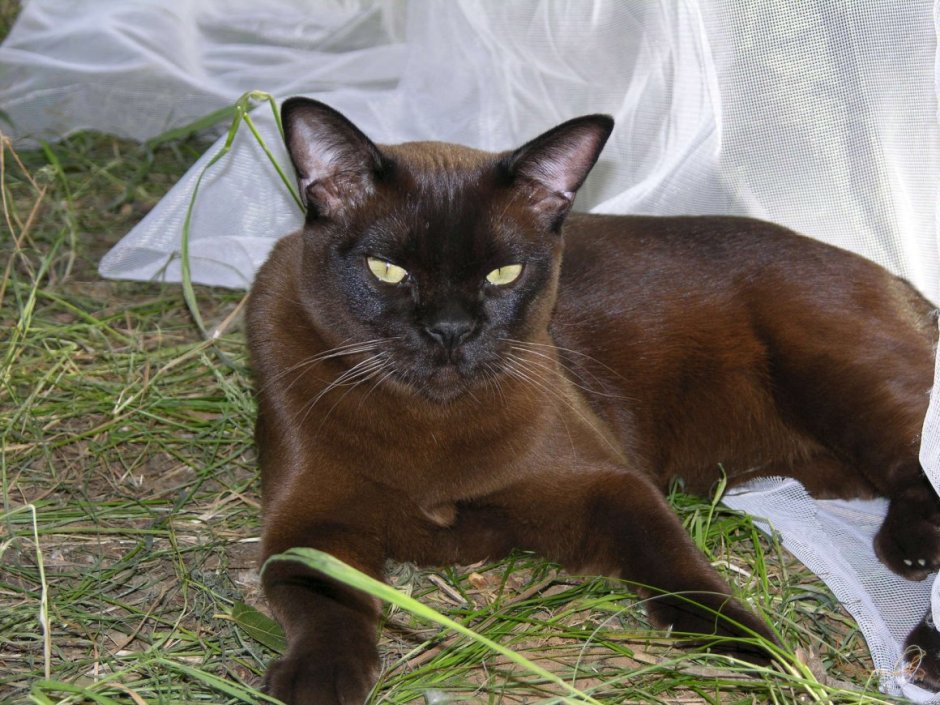 Сиамская, Персидская, Бурма, Сибирская