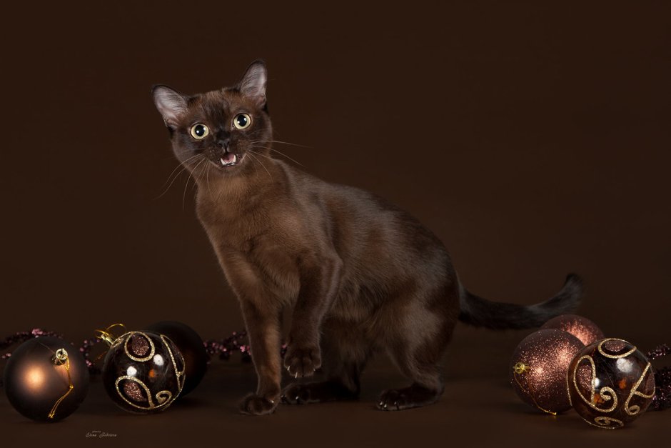 Питомник кошек ангельский Соболь