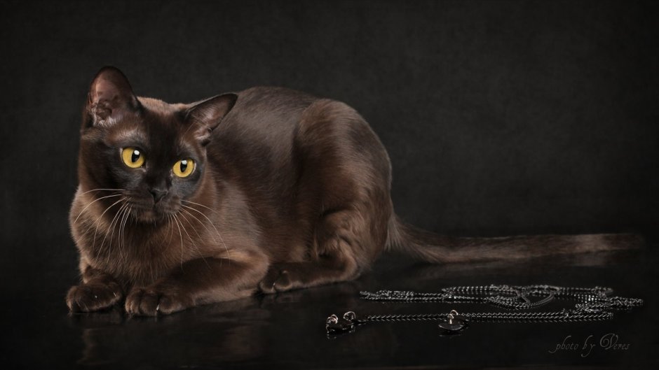 Бурманская кошка