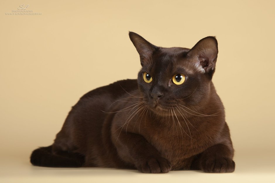Бурманская кошка