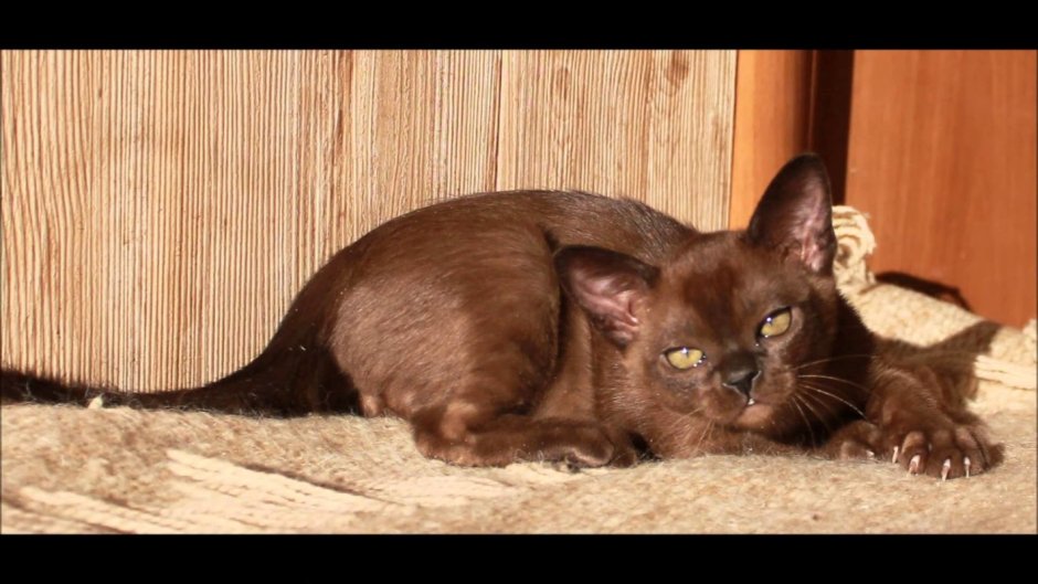 Бурманская короткошерстная кошка