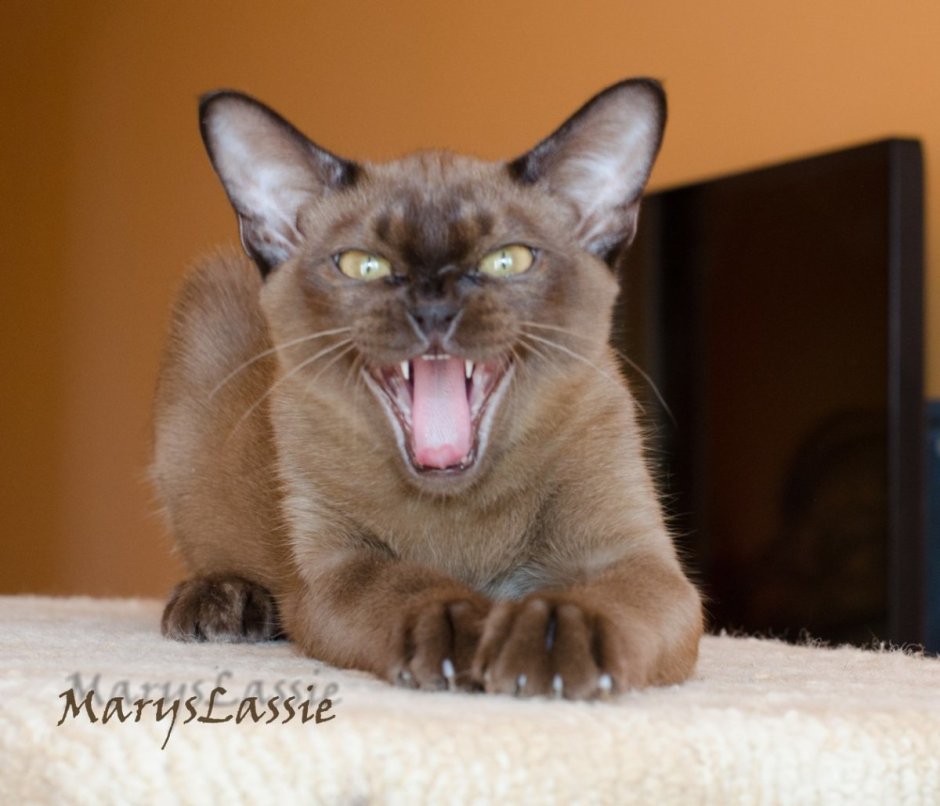 Бурманская кошка