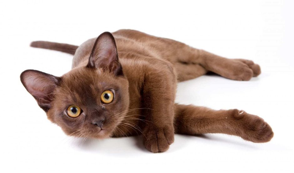 Европейская Бурманская кошка