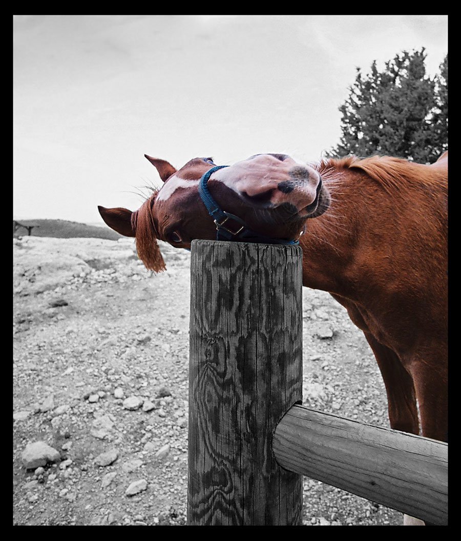 Понедельник лошадь