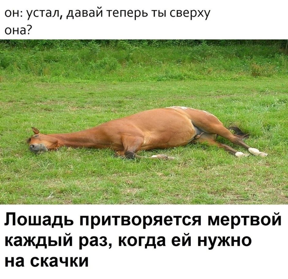 Лошадь претварилась мертвой