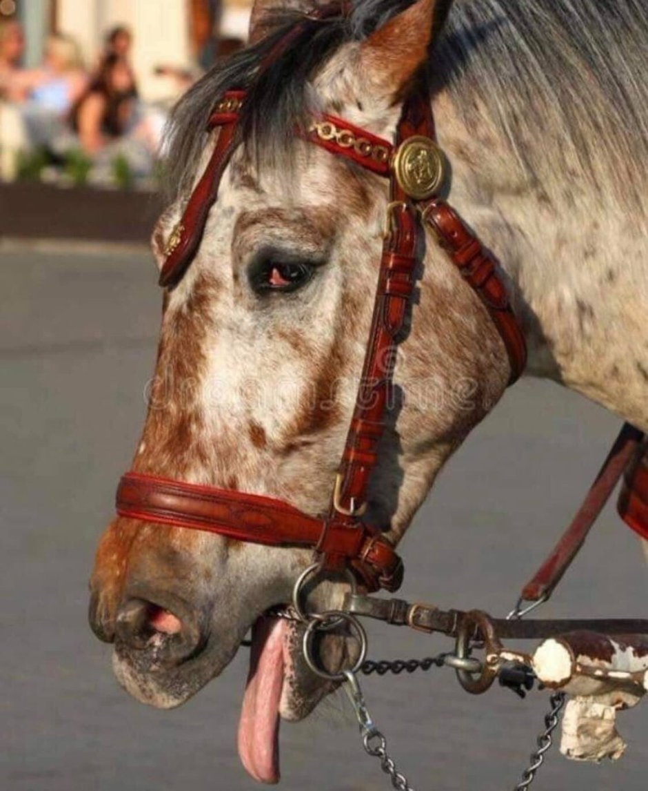 Уставшая лошадь