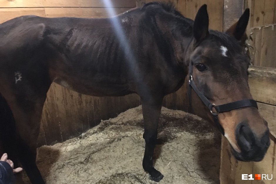 Исхудавшая лошадь