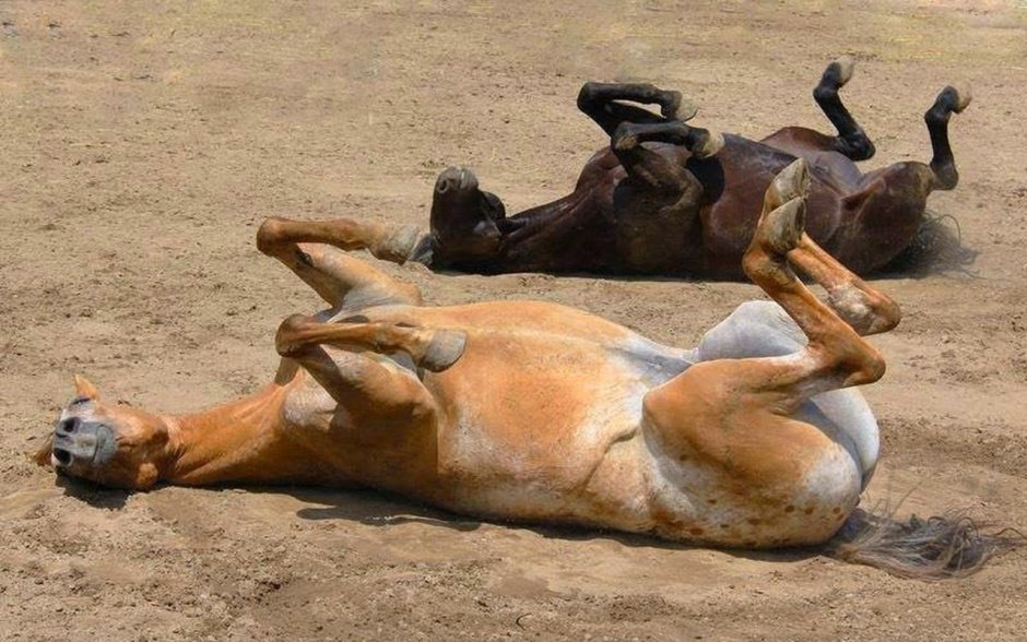 Конь валяется