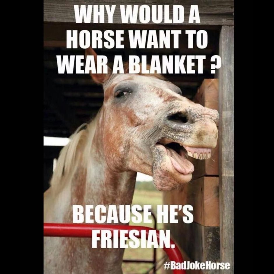 Загнанная лошадь фото смешное