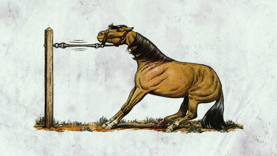 Привязанная лошадь