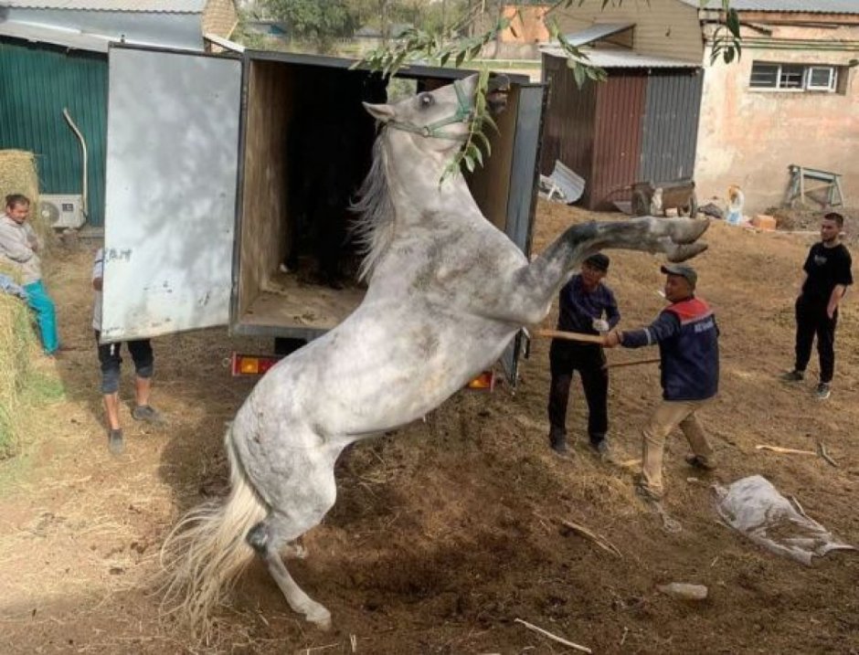 Девушка на лошади на дыбах