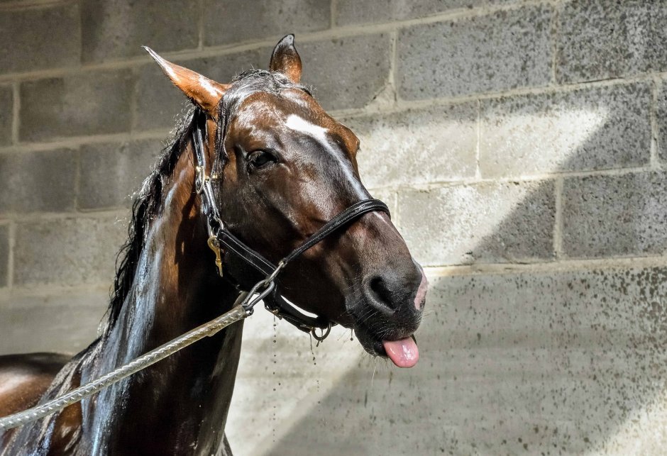 Красивые конюшни для лошадей