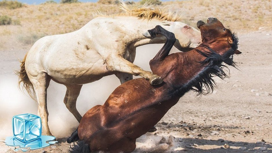 Фрея Алан горячая