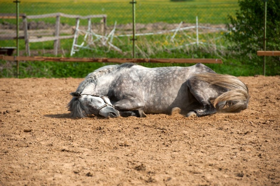 От работы дохнут кони ну а я Бессмертный пони стих