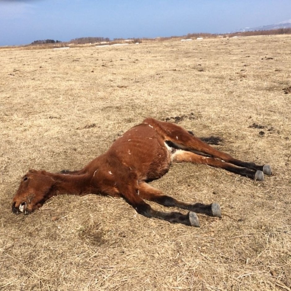 Взмыленная лошадь