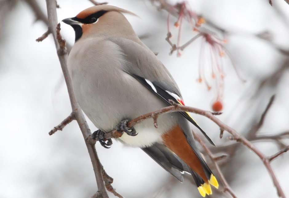 Свиристель Перелетная птица или нет