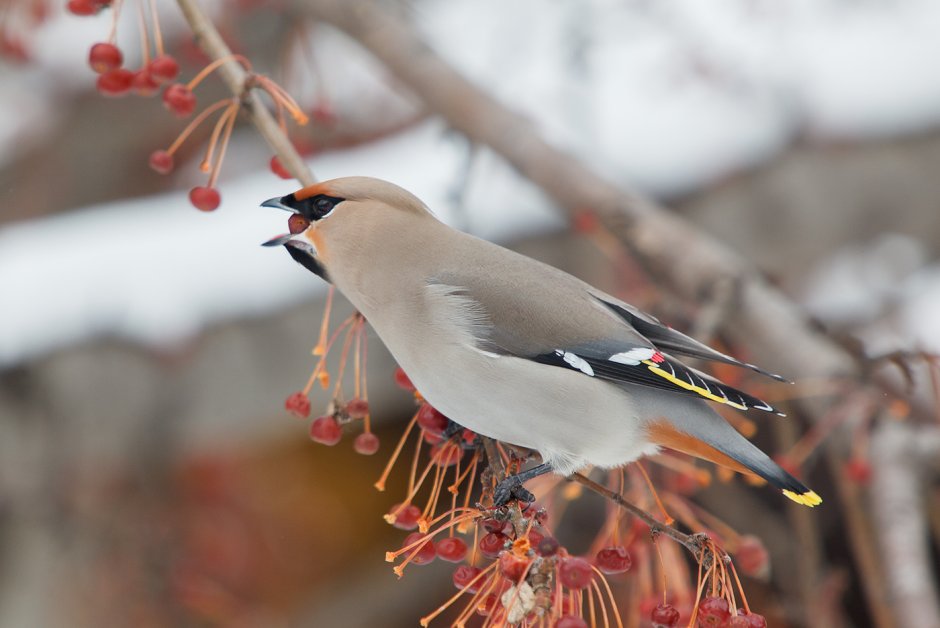 Птицы свиристели
