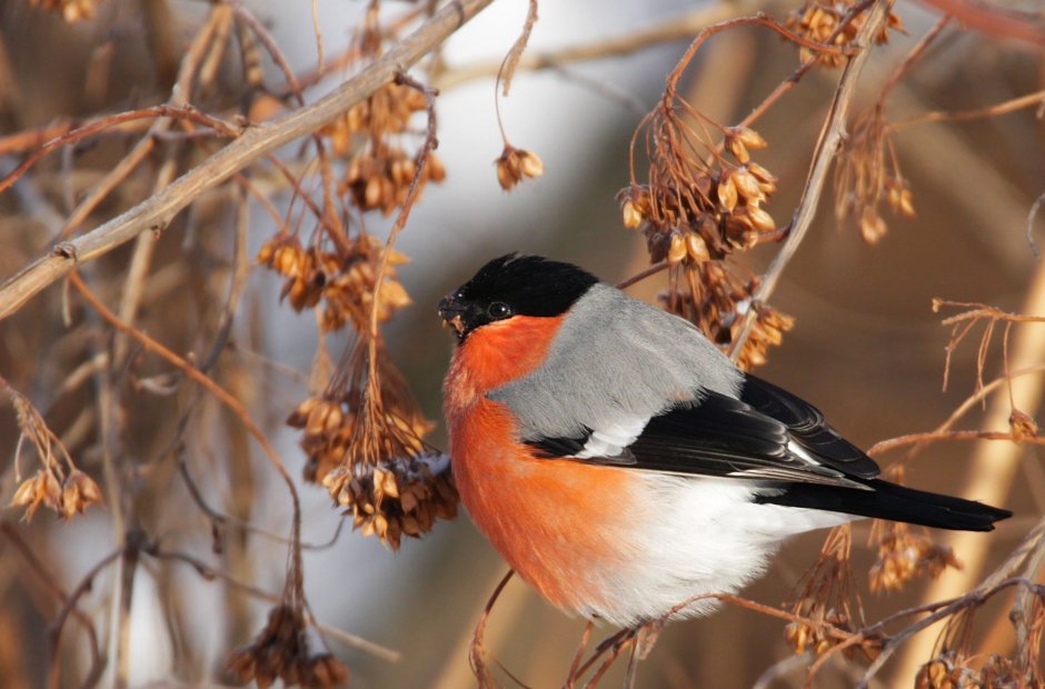 Уральский Снегирь