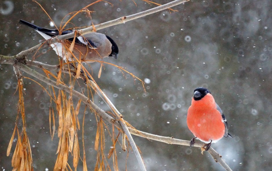 Камчатский обыкновенный Снегирь