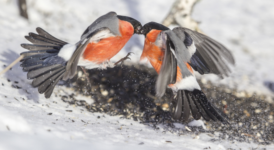 Необычные птицы зимой