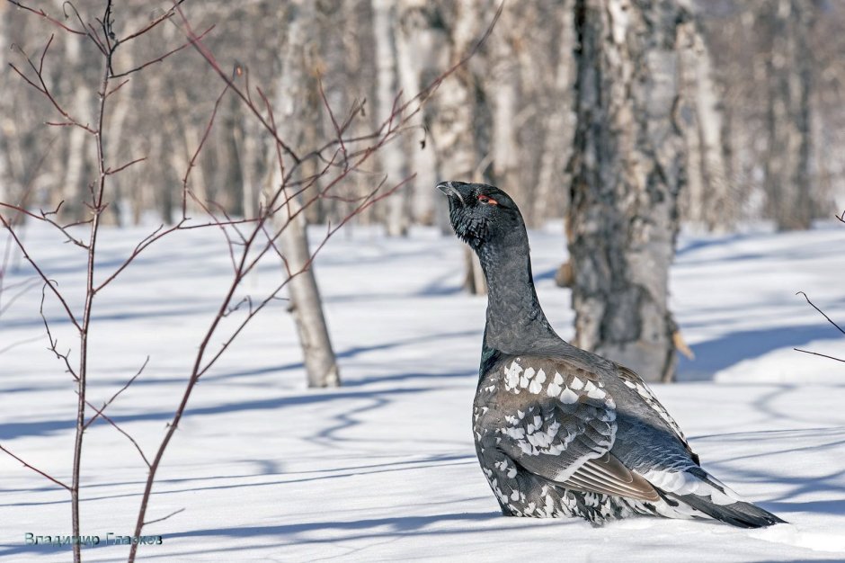 Мраморные Глухарь