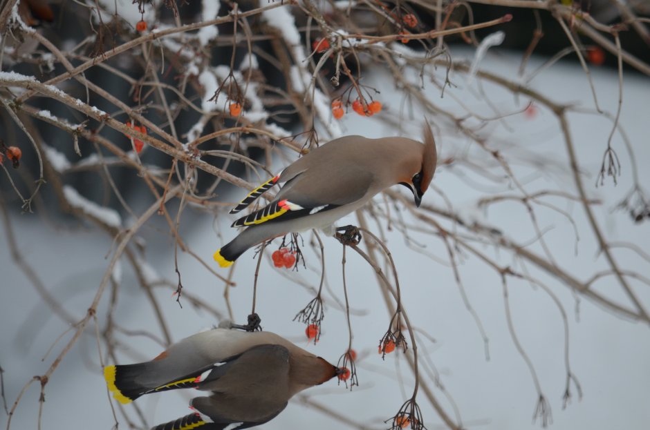 Дрозд свиристель Крымский