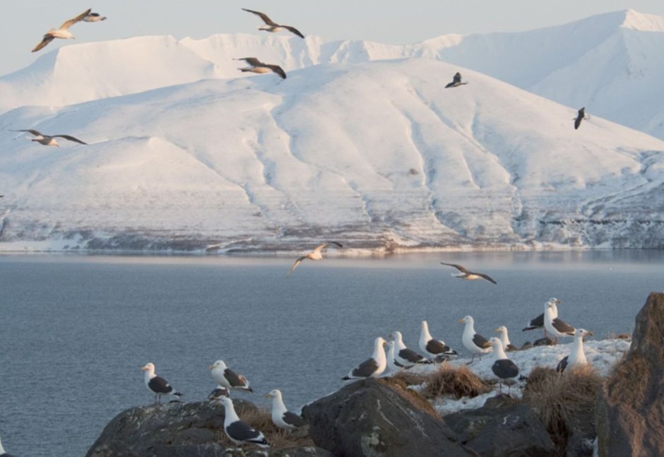 Кроноцкий заповедник Камчатка птицы
