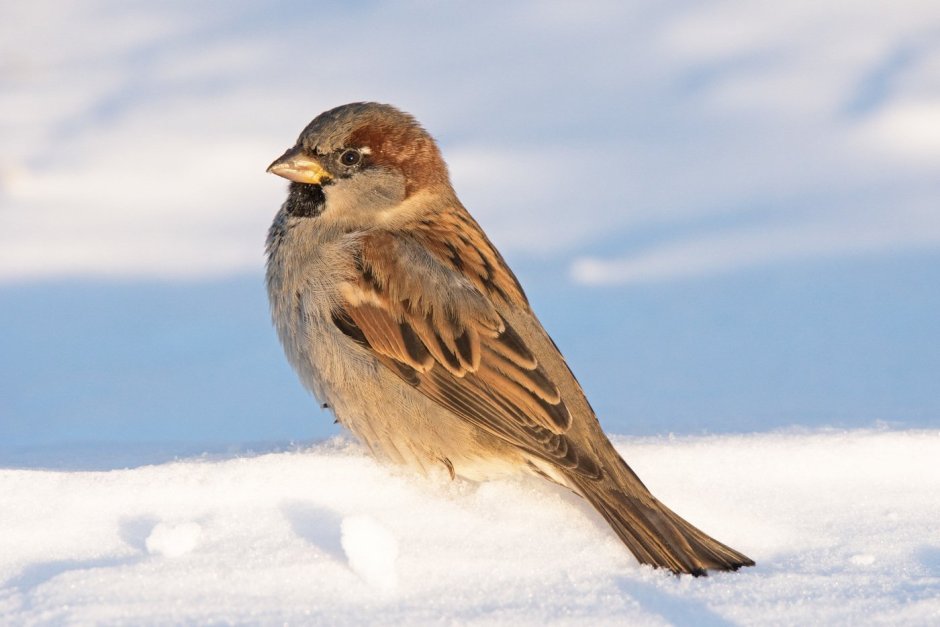 Камчатский Воробей