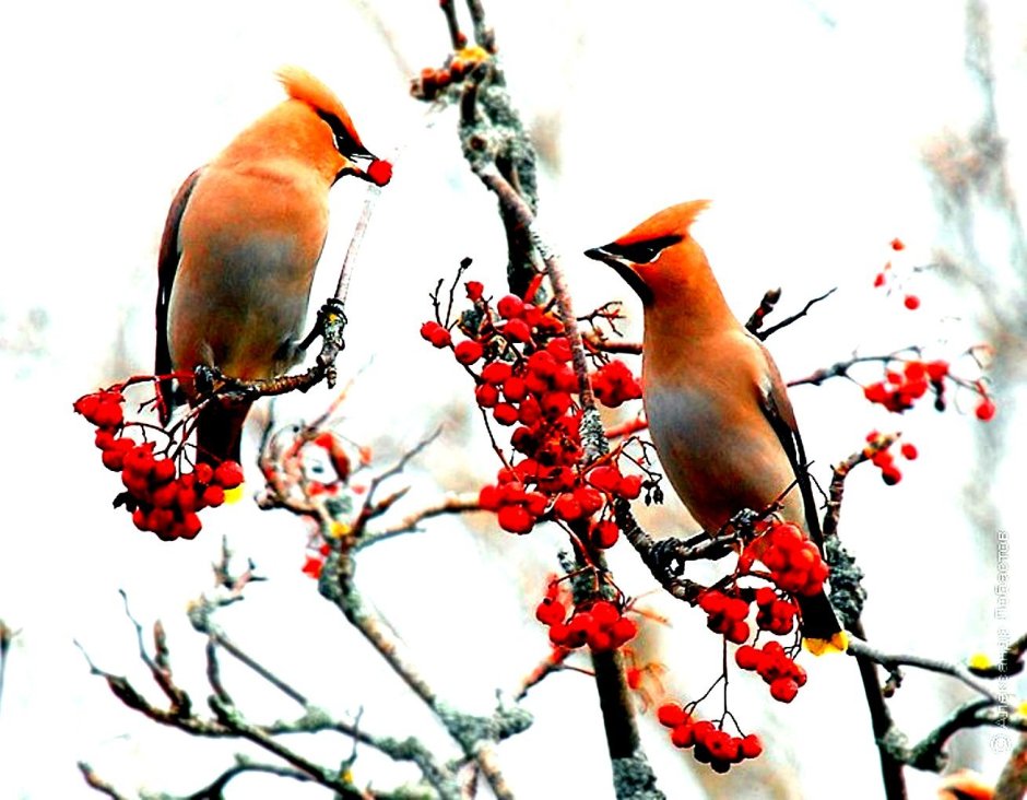 Зимние птички свиристель