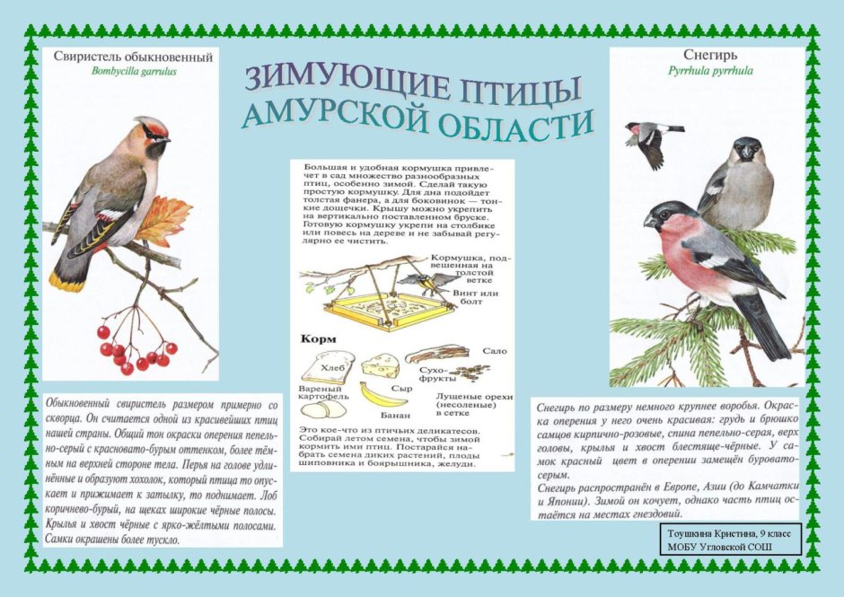 Листовки о зимующих птицах