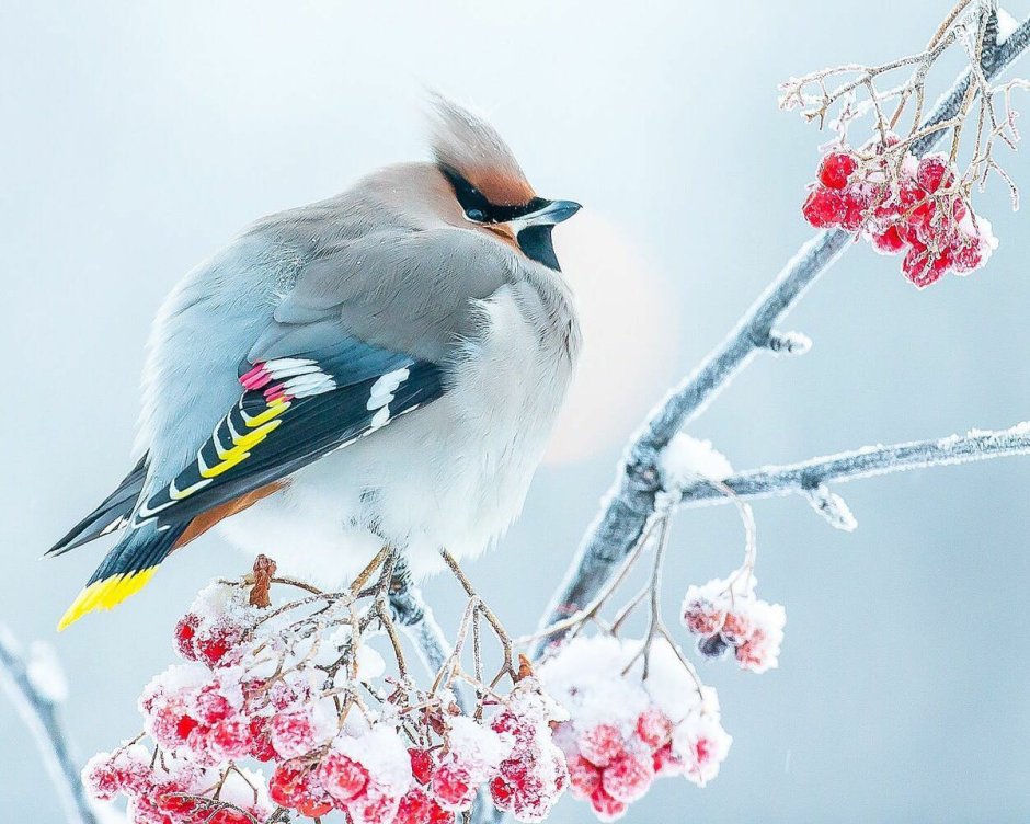 Сорокопутовый свиристель