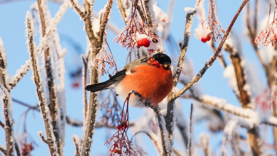Обои на рабочий стол Снегири