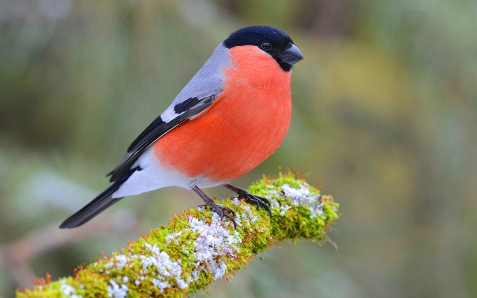 Птицы Урала Снегири