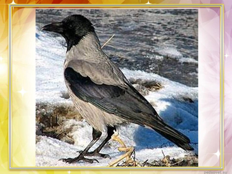 Зимующие серая ворона