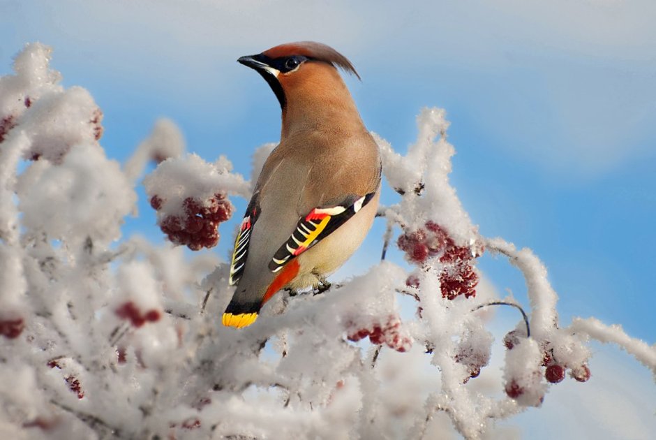 Свиристель птица зимой