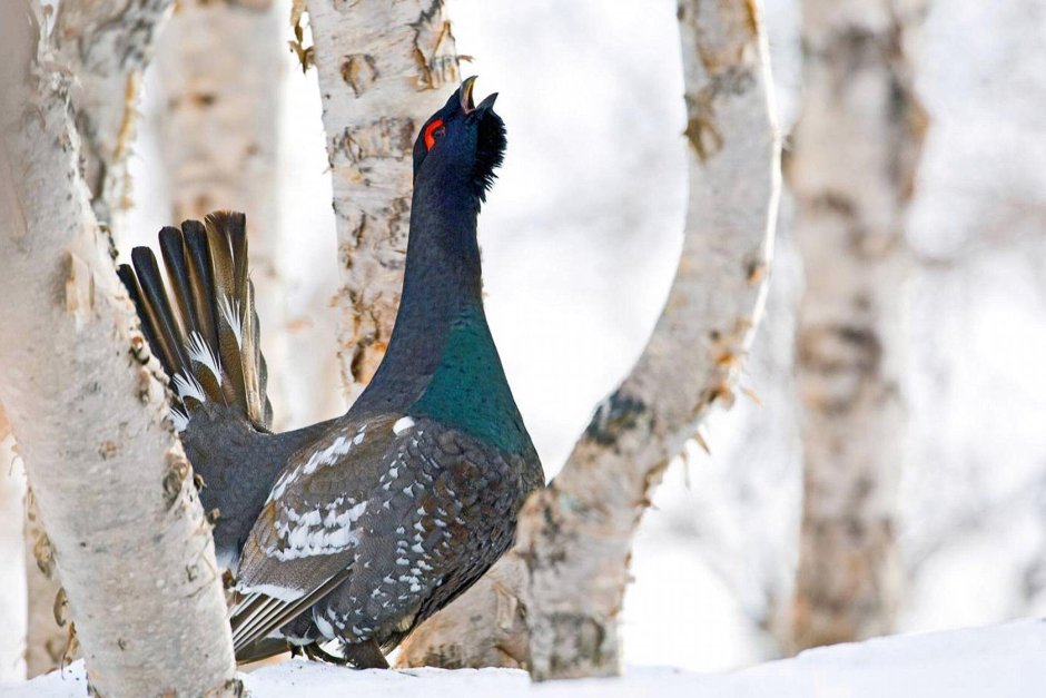 Каменный Глухарь птица